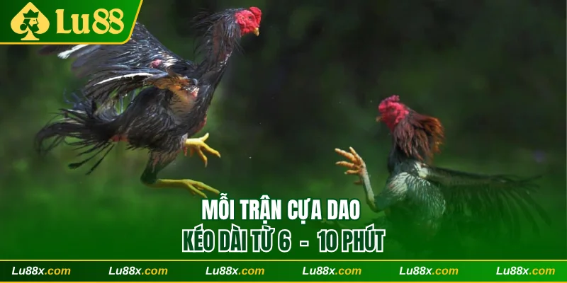 Mỗi trận cựa dao kéo dài từ 6 - 10 phút