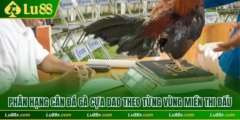 Phân hạng cân đá gà cựa dao theo từng vùng miền thi đấu