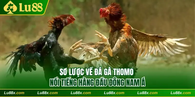 Sơ lược về đá gà Thomo nổi tiếng Đông Nam Á